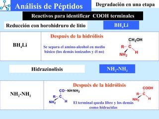 BH 4 Li Reducción con borohidruro de litio Reactivos para identificar  COOH   terminales Degradación en una etapa Análisis de Péptidos Después de la hidrólisis Se separa el amino-alcohol en medio básico (los demás ionizados y él no) BH 4 Li Hidrazinolisis NH 2 -NH 2 Después de la hidrólisis El terminal queda libre y los demás como hidracidas NH 2 -NH 2 