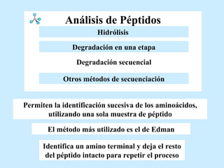Análisis de Péptidos El método más utilizado es el de Edman Identifica un amino terminal y deja el resto del péptido intacto para repetir el proceso Permiten la identificación sucesiva de los aminoácidos, utilizando una sola muestra de péptido Otros métodos de secuenciación Degradación en una etapa Esterificación   Degradación secuencial Hidrólisis   Hidrólisis   