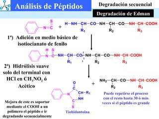 Degradación secuencial Degradación de Edman 1ª)  Adición en medio básico de isotiocianato de fenilo + + 2ª)  Hidrólisis suave solo del terminal con HCl en CH 3 NO 2  ó Acético Tiohidantoina Puede repetirse el proceso con el resto hasta 30 ó más veces si el péptido es grande Mejora de este es soportar mediante el COOH a un polímero el péptido e ir degradando secuencialmente Análisis de Péptidos 
