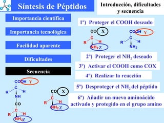 Importancia científica Importancia tecnológica Facilidad aparente Dificultades Secuencia 1º)  Proteger el COOH deseado 2º)  Proteger el NH 2  deseado 3º)  Activar el COOH como COX 4º)  Realizar la reacción 5º)  Desproteger el NH 2  del péptido 6º)  Añadir un nuevo aminoácido activado y protegido en el grupo amino Síntesis de Péptidos Introducción, dificultades y secuencia Y Z X Y Z Z X 