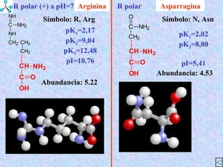 Asparragina Abundancia : 5.22 Símbolo : R, Arg Abundancia : 4.53 Símbolo : N, Asn Arginina pK 1 =2,02 pK 2 =8,80 pI=5,41 pK 1 =2,17 pK 2 =9,04 pK 3 =12,48 pI=10,76 R polar R polar (+) a pH=7 