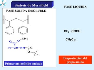 FASE LIQUIDA Primer aminoácido anclado FASE SÓLIDA INSOLUBLE Desprotección del grupo amino Síntesis de Merrifield 