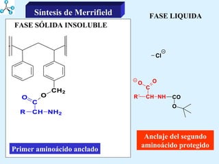 FASE LIQUIDA FASE SÓLIDA INSOLUBLE Primer aminoácido anclado Anclaje del segundo aminoácido protegido Síntesis de Merrifield 