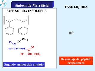 FASE LIQUIDA FASE SÓLIDA INSOLUBLE Segundo aminoácido anclado Desanclaje del péptido del polímero Síntesis de Merrifield 
