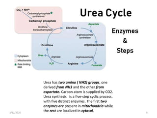 Urea has two amino ( NH2) groups, one
derived from NH3 and the other from
aspartate. Carbon atom is supplied by CO2.
Urea synthesis is a five-step cyclic process,
with five distinct enzymes. The first two
enzymes are present in mitochondria while
the rest are localized in cytosol.3/22/2020 8
 