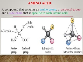 Amino acid