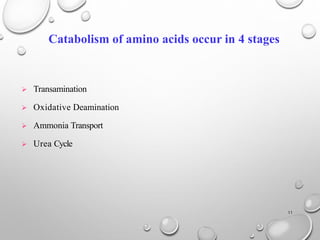 Metabolism of amino acid | PDF