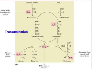 Metabolism of amino acid | PDF