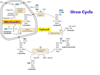 Metabolism of amino acid | PDF
