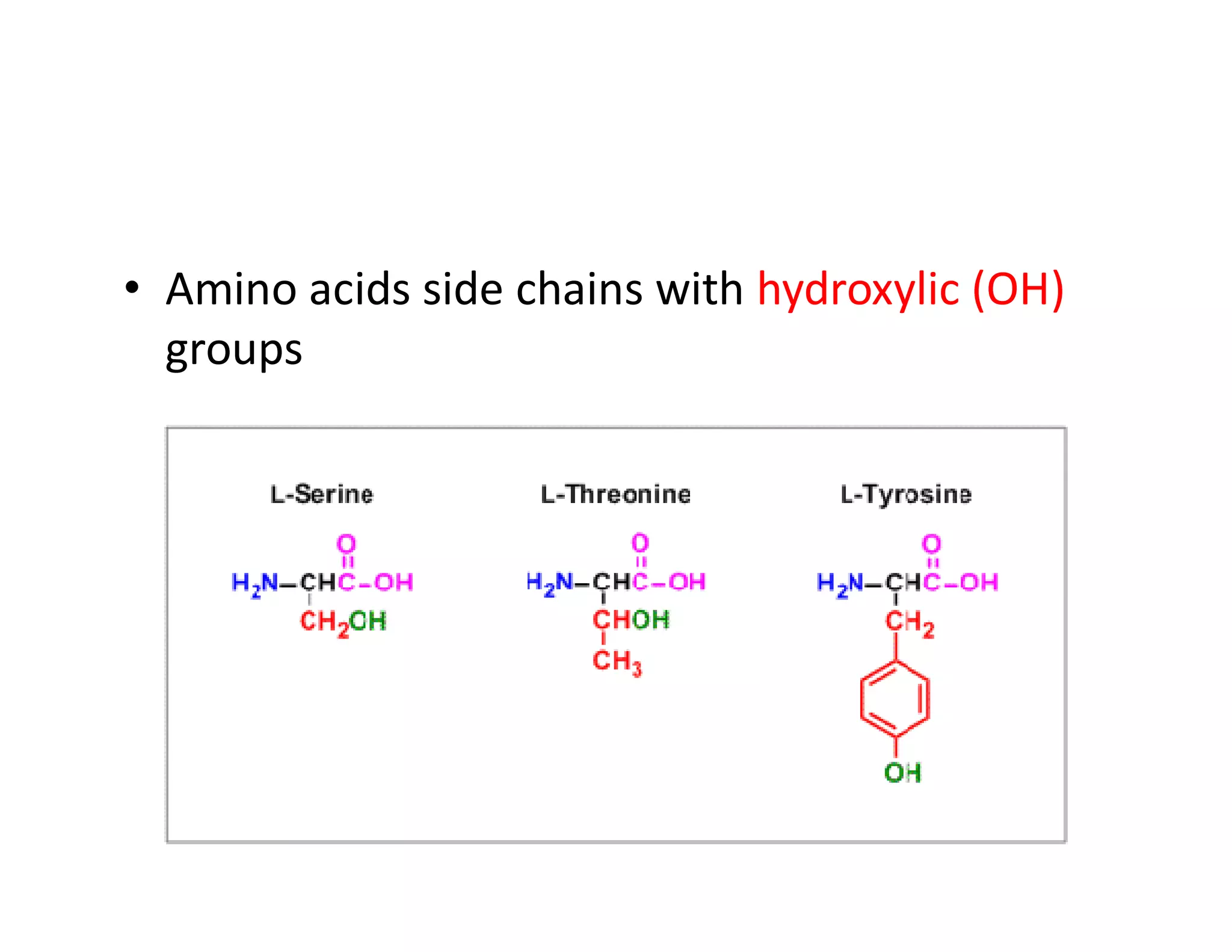 • Amino acids side chains with hydroxylic (OH)
groups
 
