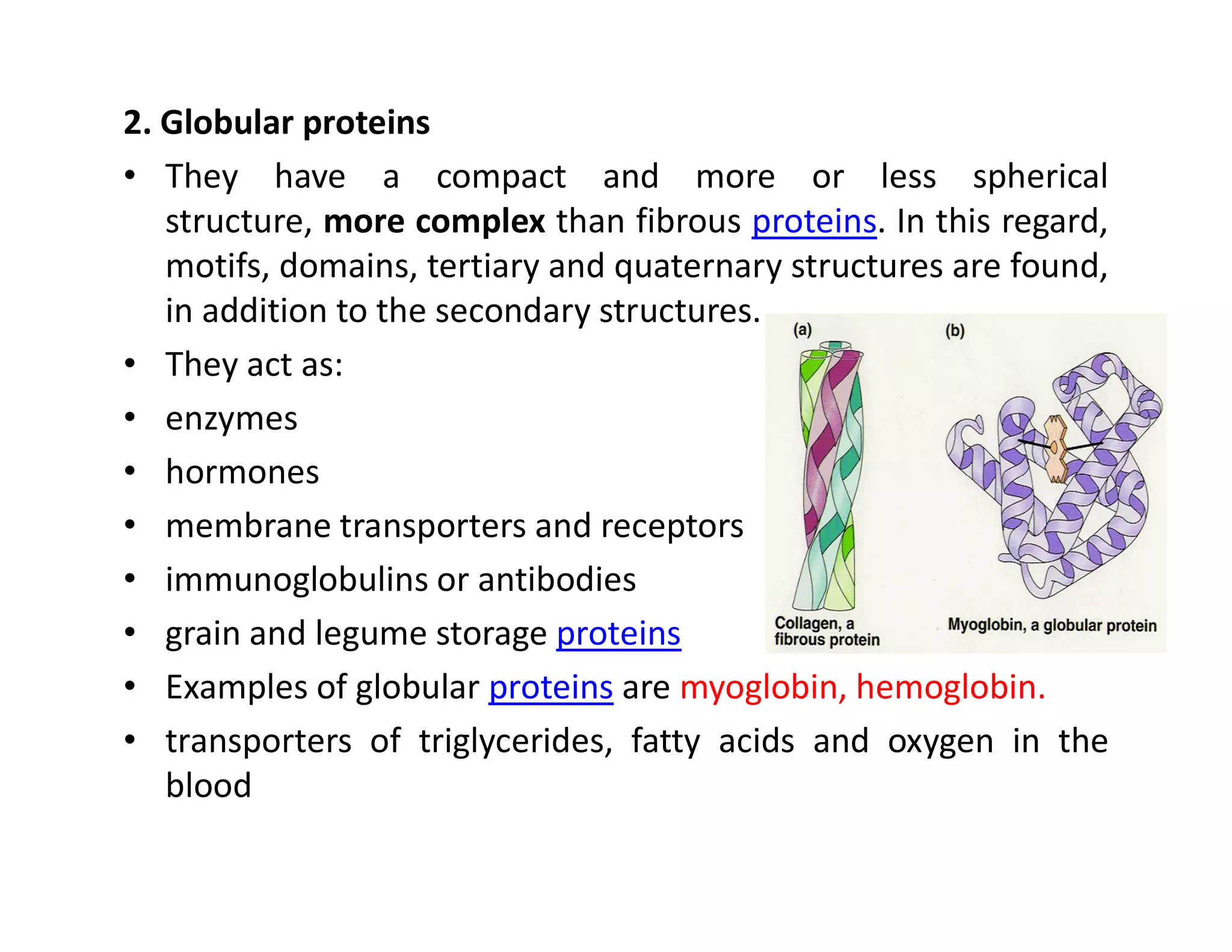 2. Globular proteins
• They have a compact and more or less spherical
structure, more complex than fibrous proteins. In this regard,
motifs, domains, tertiary and quaternary structures are found,
in addition to the secondary structures.
• They act as:
• enzymes
• hormones
• hormones
• membrane transporters and receptors
• immunoglobulins or antibodies
• grain and legume storage proteins
• Examples of globular proteins are myoglobin, hemoglobin.
• transporters of triglycerides, fatty acids and oxygen in the
blood
 