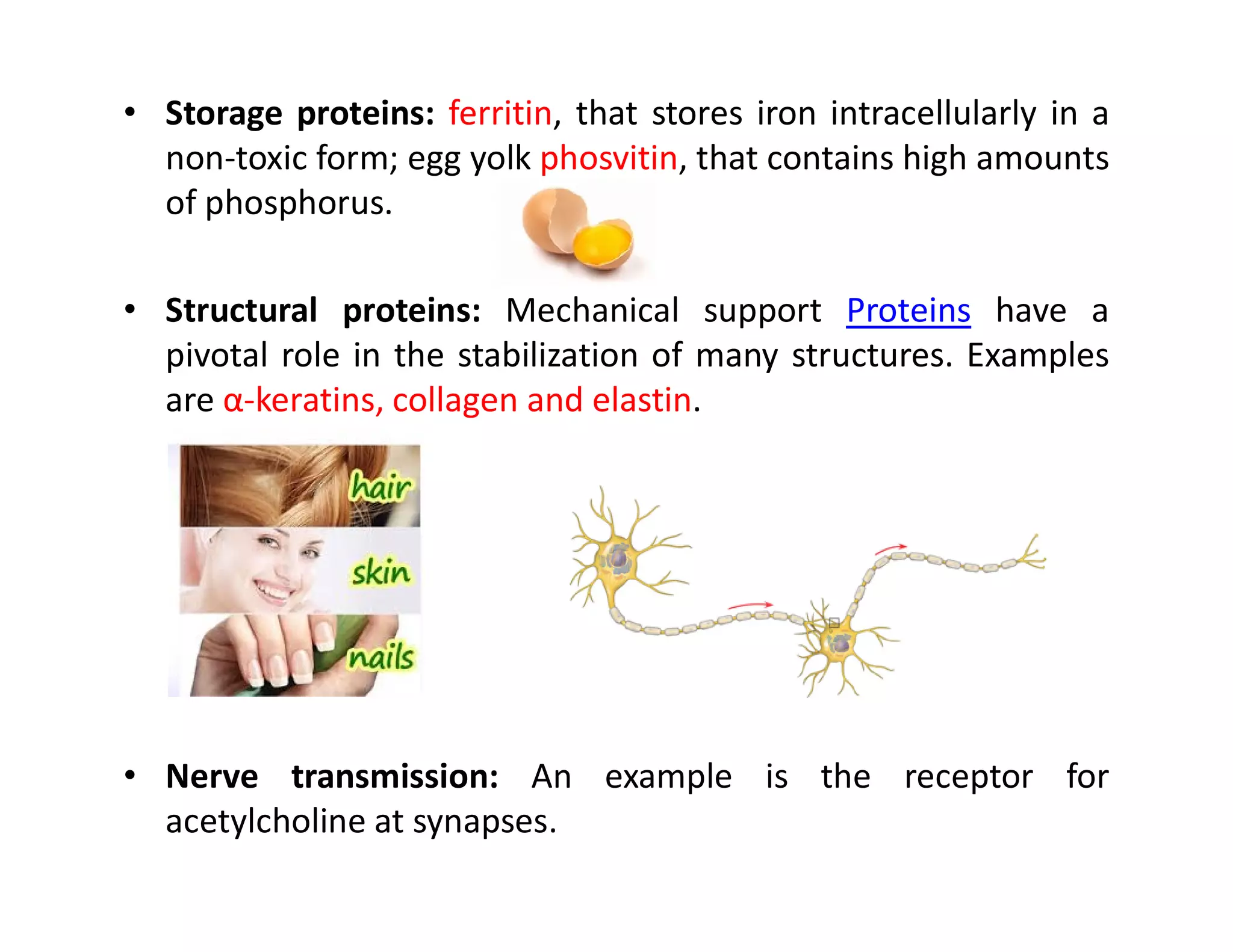 • Storage proteins: ferritin, that stores iron intracellularly in a
non-toxic form; egg yolk phosvitin, that contains high amounts
of phosphorus.
• Structural proteins: Mechanical support Proteins have a
pivotal role in the stabilization of many structures. Examples
are α-keratins, collagen and elastin.
• Nerve transmission: An example is the receptor for
acetylcholine at synapses.
 