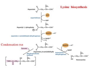 Condention Rxn Amino acids and its different structures.ppt