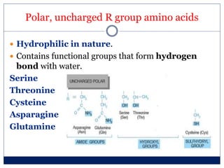 Polar, uncharged R group amino acids
 Hydrophilic in nature.
 Contains functional groups that form hydrogen
bond with water.
Serine
Threonine
Cysteine
Asparagine
Glutamine
 