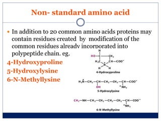 Non- standard amino acid
 In addition to 20 common amino acids proteins may
contain residues created by modification of the
common residues already incorporated into
polypeptide chain. eg.
4-Hydroxyproline
5-Hydroxylysine
6-N-Methyllysine
 