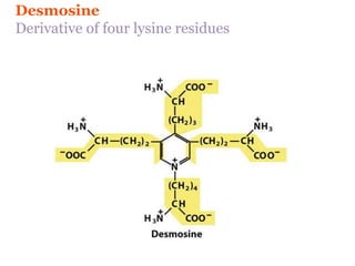 Desmosine
Derivative of four lysine residues
 
