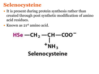 Selenocysteine
 It is present during protein synthesis rather than
created through post synthetic modification of amino
acid residues.
 Known as 21st amino acid.
 