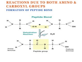 REACTIONS DUE TO BOTH AMINO &
CARBOXYL GROUPS
FORMATION OF PEPTIDE BOND
7/5/2012Biochemistry For Medics
 