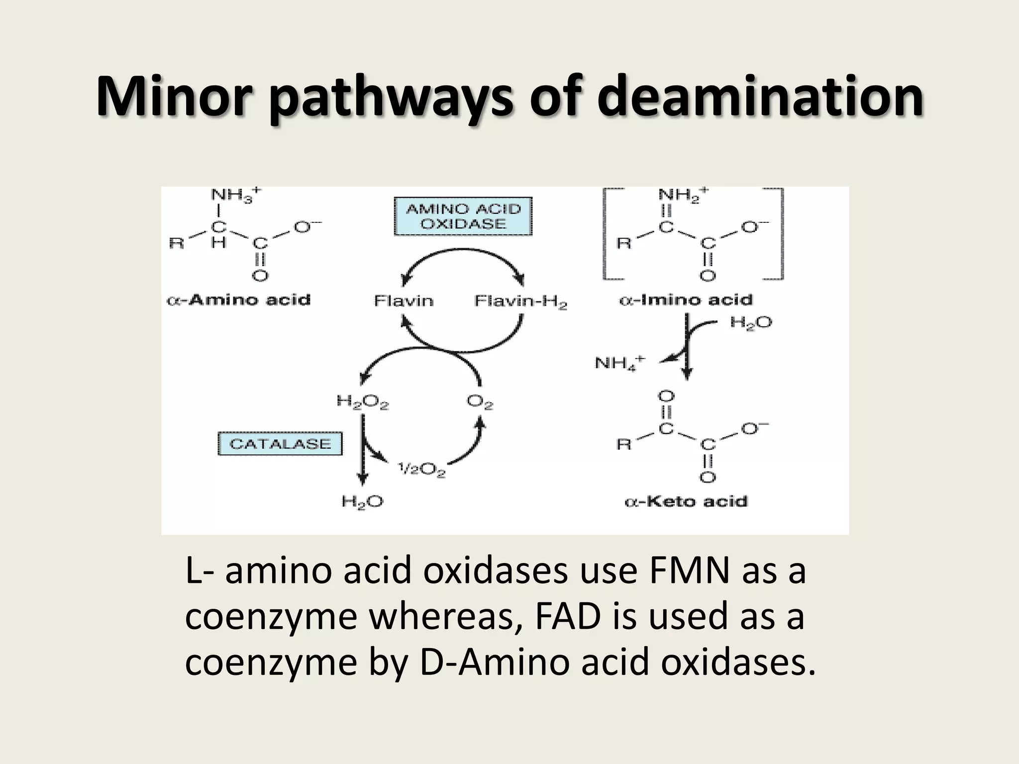 Minor pathways of deamination

L- amino acid oxidases use FMN as a
coenzyme whereas, FAD is used as a
coenzyme by D-Amino acid oxidases.

 