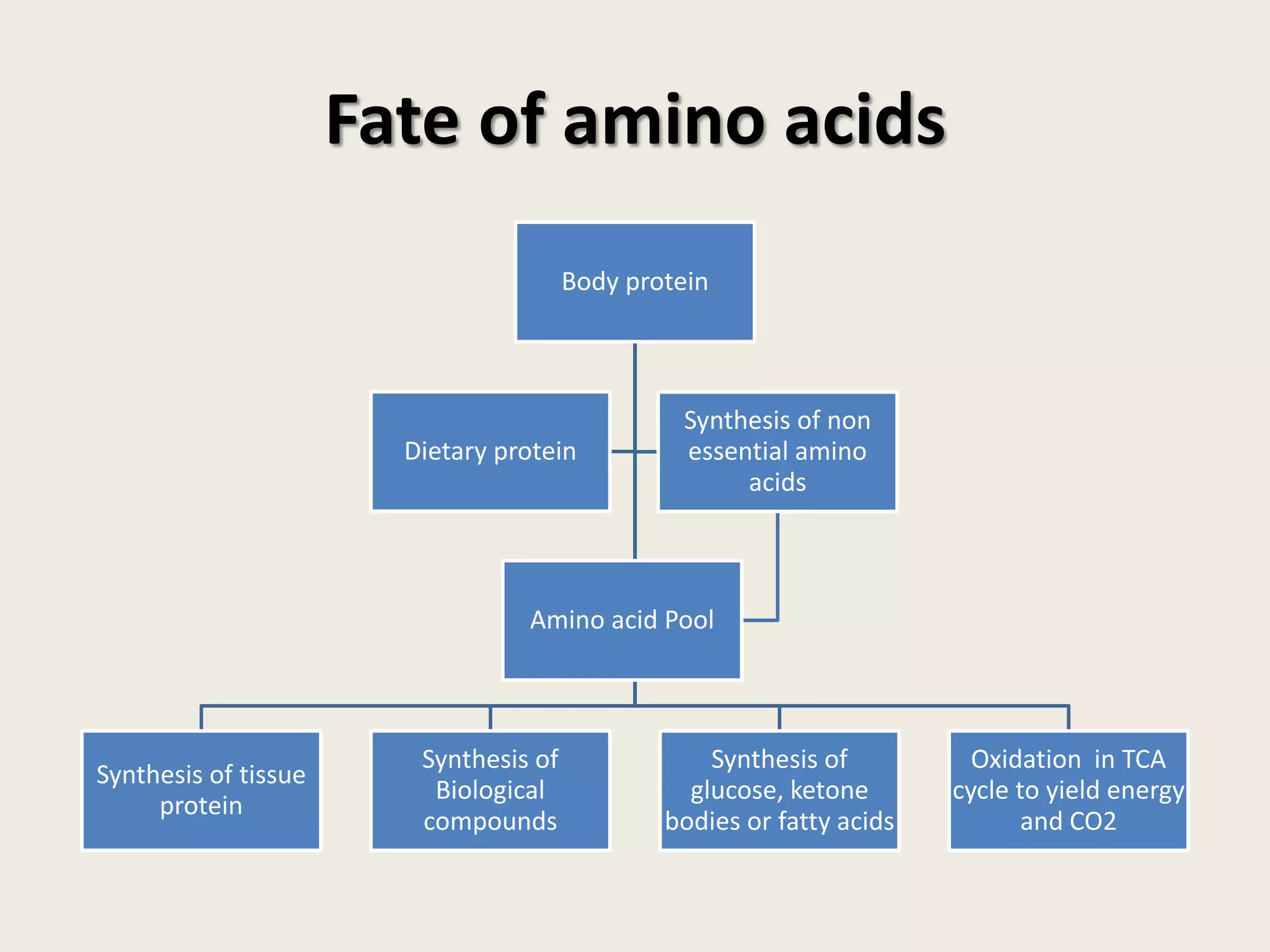 Fate of amino acids
Body protein

Dietary protein

Synthesis of non
essential amino
acids

Amino acid Pool

Synthesis of tissue
protein

Synthesis of
Biological
compounds

Synthesis of
glucose, ketone
bodies or fatty acids

Oxidation in TCA
cycle to yield energy
and CO2

 