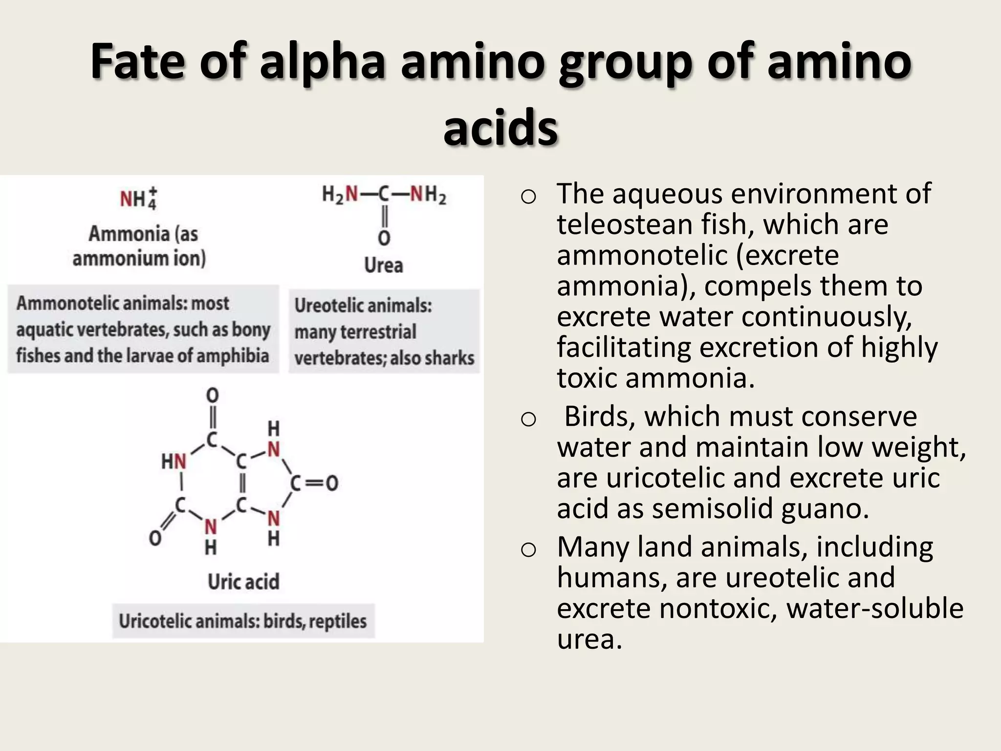 Fate of alpha amino group of amino
acids
o The aqueous environment of
teleostean fish, which are
ammonotelic (excrete
ammonia), compels them to
excrete water continuously,
facilitating excretion of highly
toxic ammonia.
o Birds, which must conserve
water and maintain low weight,
are uricotelic and excrete uric
acid as semisolid guano.
o Many land animals, including
humans, are ureotelic and
excrete nontoxic, water-soluble
urea.

 