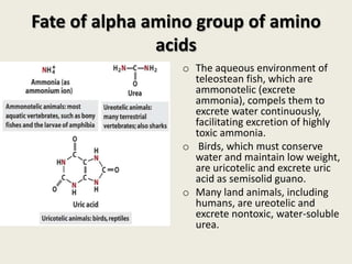 Amino acid catabolism- Part-1 | PPTX