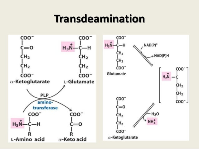 acid of form amino l 1 acid Part Amino catabolism