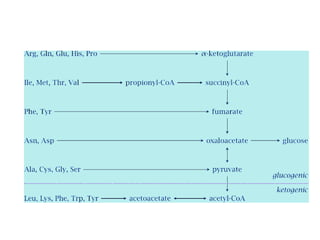 amino acid catabolism catabolism of various amino acids catabolic ...