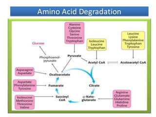 amino acid catabolism catabolism of various amino acids catabolic ...