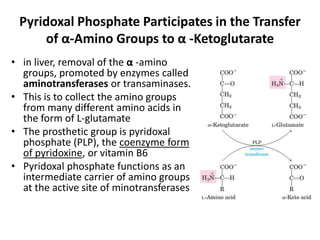 Amino acid catabolism and urea cycle.pptx