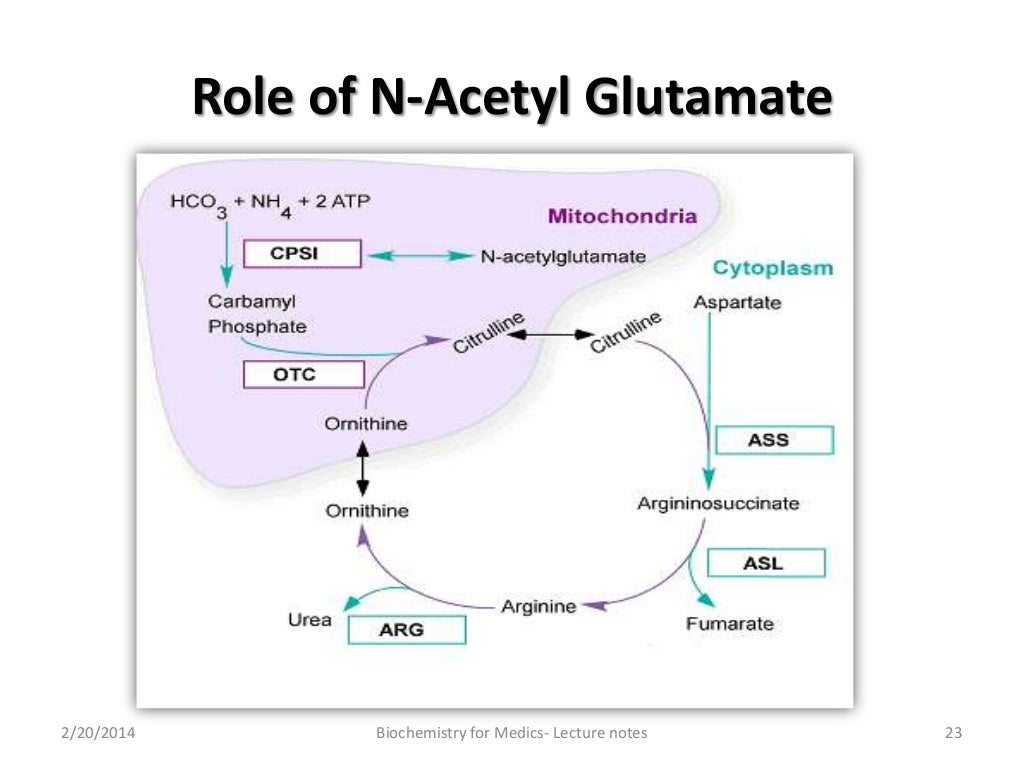 Amino acid catabolism Part2 (Urea cycle and clinical significance)