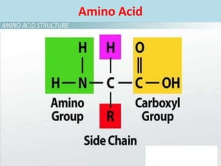 Amino Acid
 