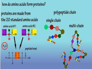 Amino Acid DPT.pptx
