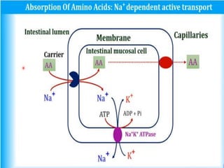Amino Acid DPT.pptx