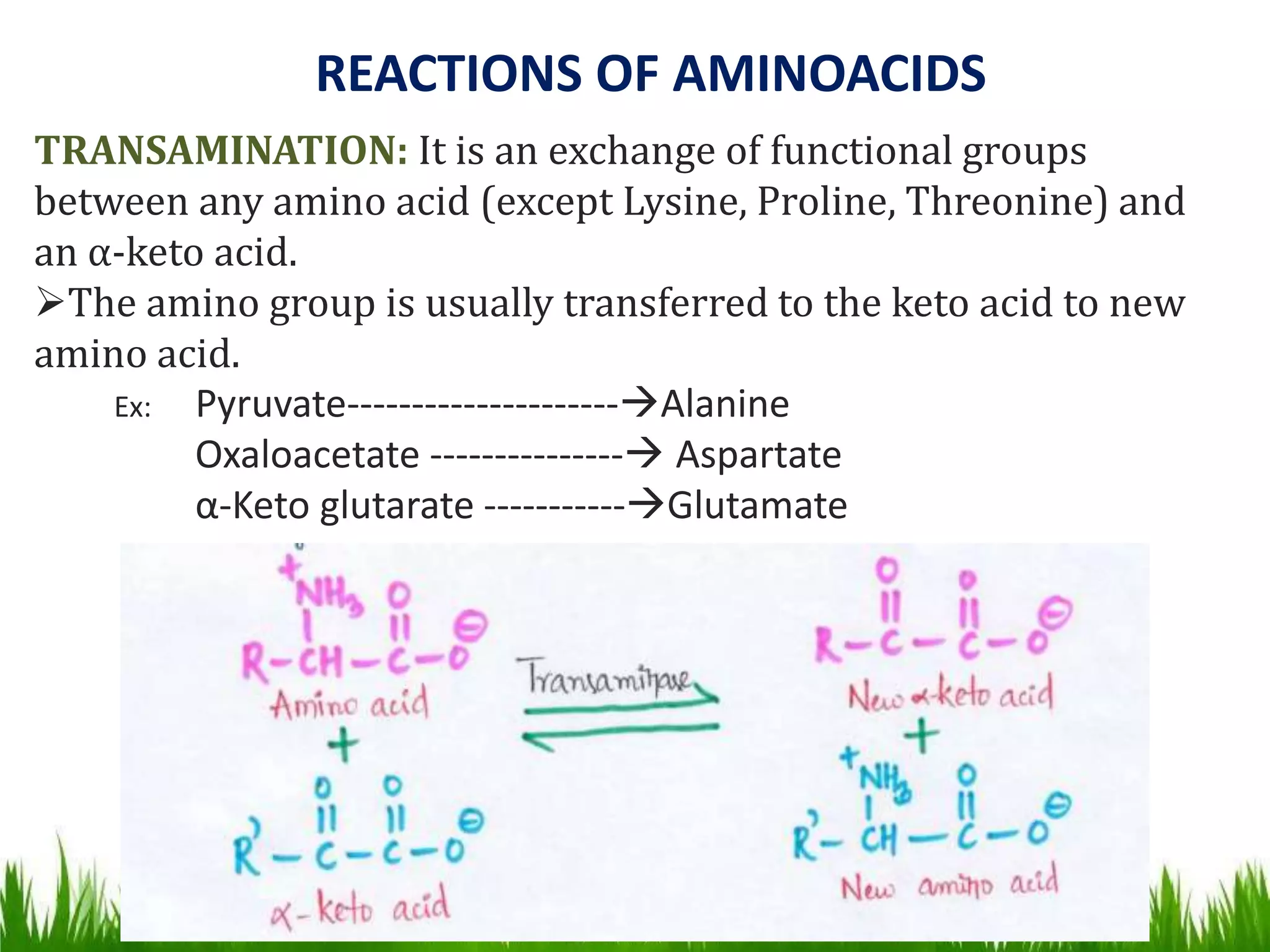Amino acid and lipid metabolism | PPTX