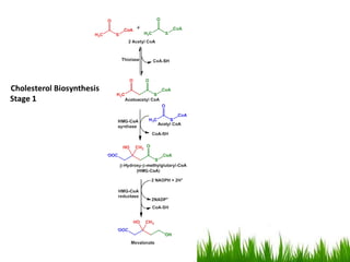 Amino acid and lipid metabolism | PPTX