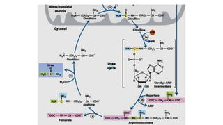 Amino acid meatbolism and Urea cycle-1.pptx