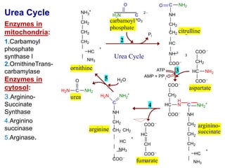 The synthesis of fumarate by the urea cycle is important
because it links the urea cycle and the citric acid cycle .
Fumar...