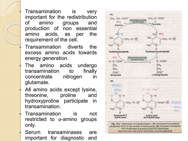 Amino acid metabolism | PPTX | Endocrine and Metabolic Diseases ...