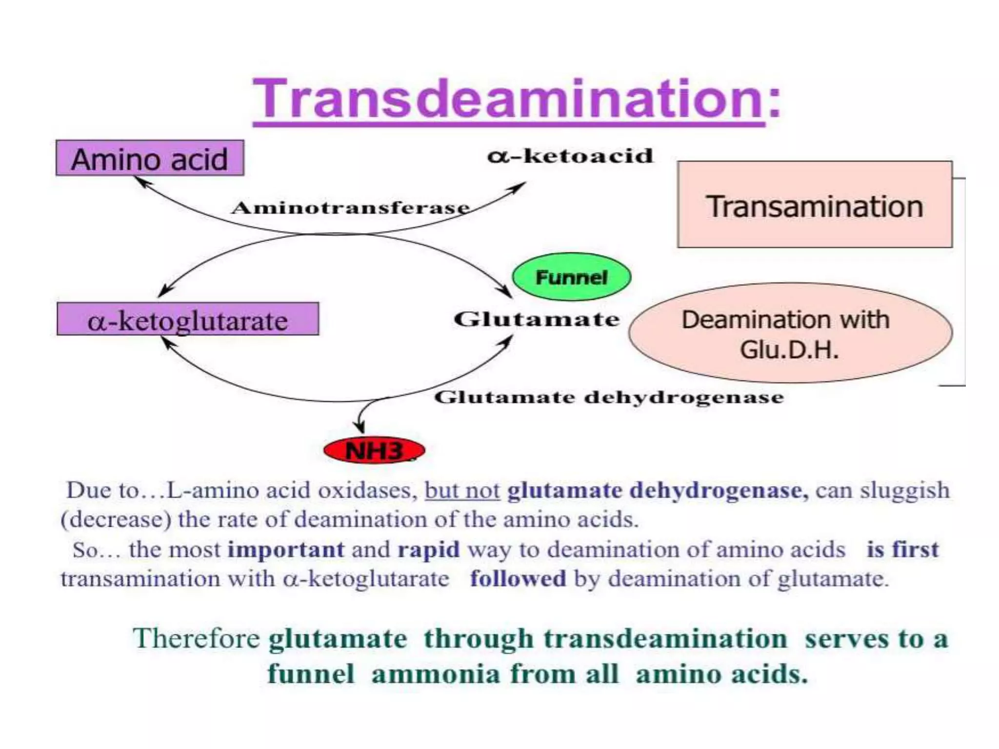 Amino acid metabolism | PDF