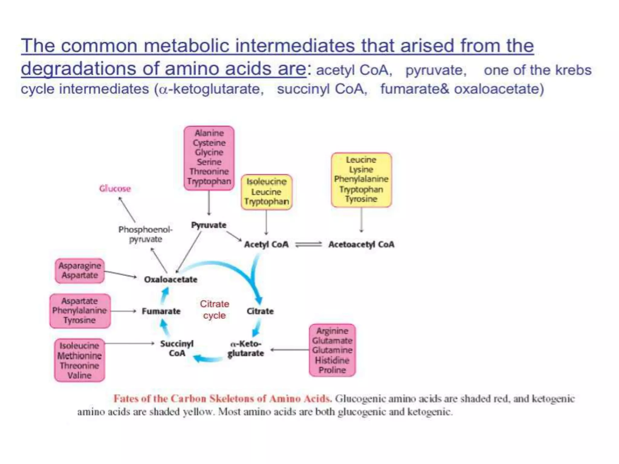 Amino acid metabolism | PDF