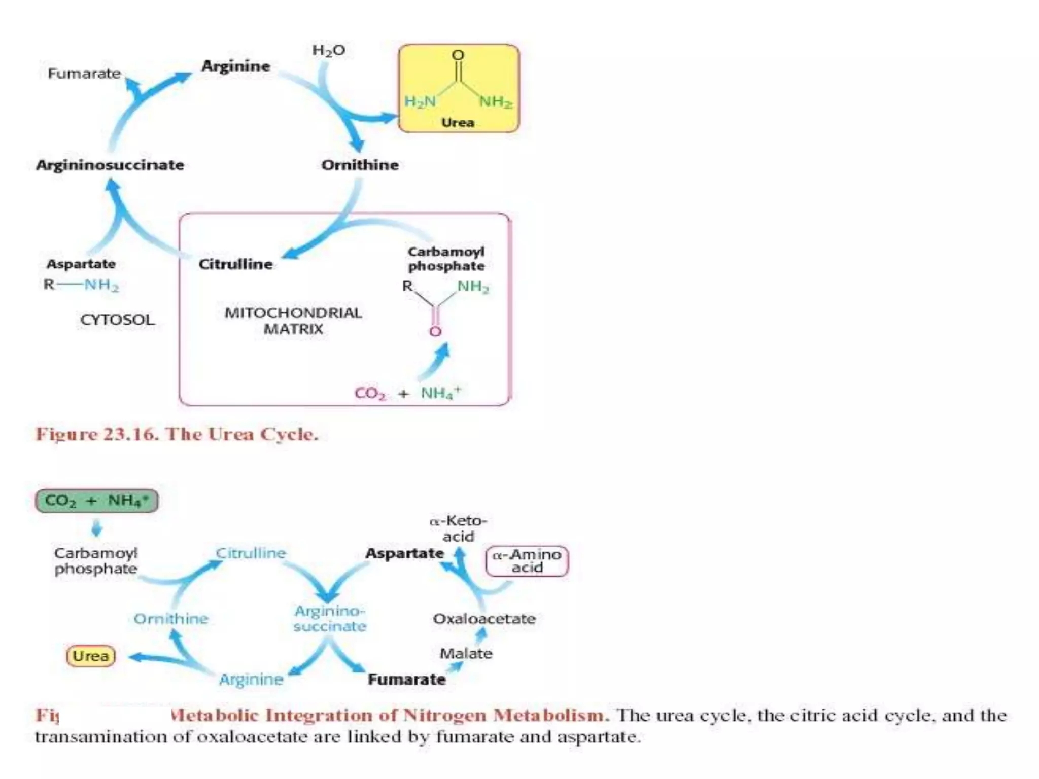 Amino acid metabolism | PDF