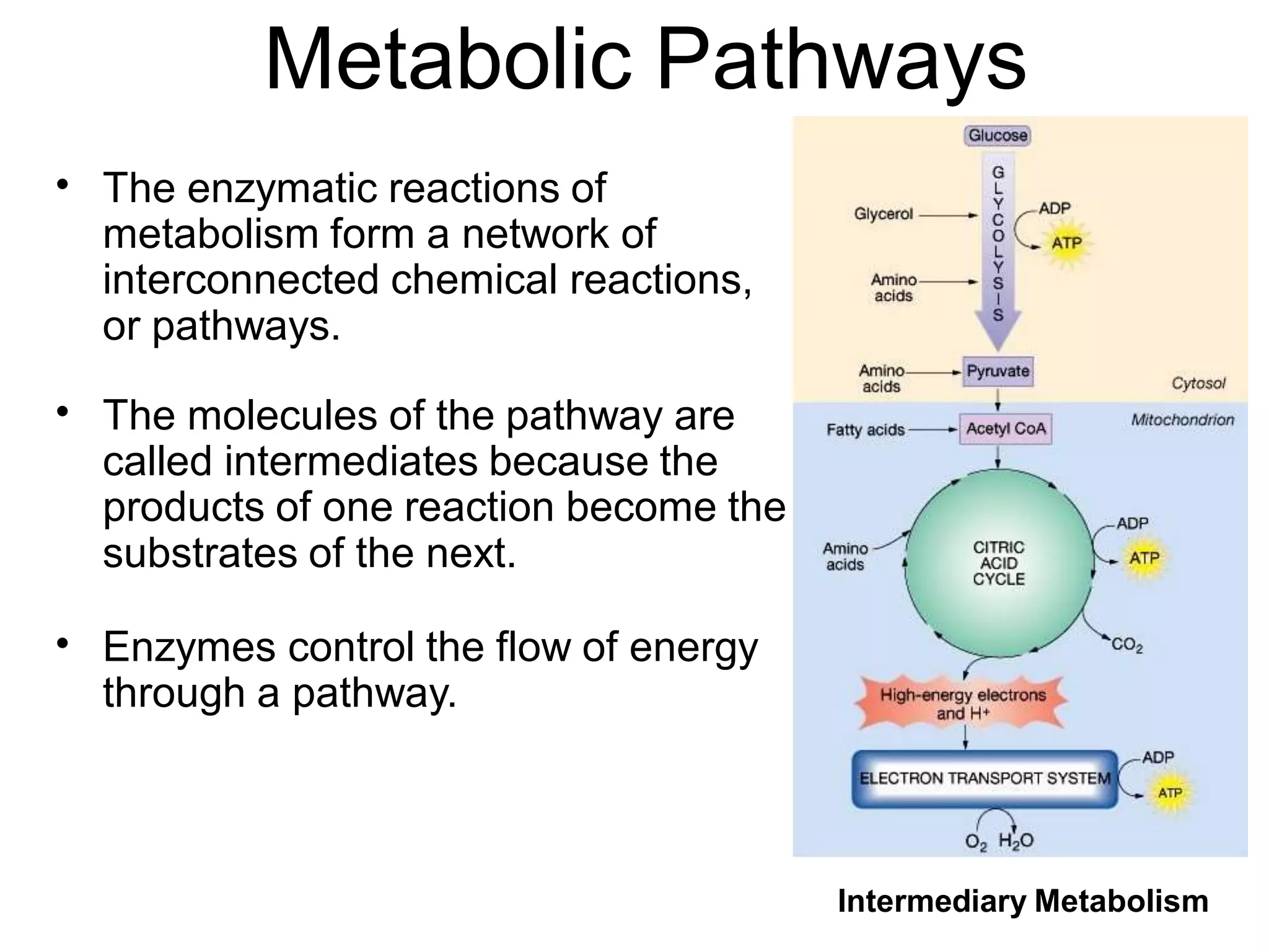 Amino acid metabolism | PDF