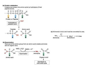 Amino acid metabolism | PDF