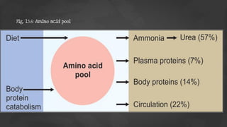 Fig. 15.6: Amino acid pool
 