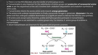 1. 5. There is no free NH3 liberated, only the transfer of amino group occurs.
2. 6. Transamination is very important for the redistribution of amino groups and production of nonessential amino
acids, as per the requirement of the cell. It involves both catabolism (degradation) and anabolism (synthesis) of
amino acids.
3. 7. Transamination diverts the excess amino acids towards energy generation.
4. 8. The amino acids undergo transamination to finally concentrate nitrogen in glutamate. Glutamate is the only
amino acid that undergoes oxidative deamination to a significant extent to liberate free NH3 for urea synthesis.
5. 9. All amino acids except lysine, threonine, proline and hydroxyproline participate in transamination.
6. 10. Transamination is not restricted to α-amino groups only. For instance, δ- amino group of ornithine is
transaminated.
7. 11. Serum transaminases are important for diagnostic and prognostic purposes.
 