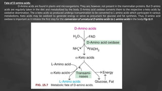 Fate of D-amino acids-
D-Amino acids are found in plants and microorganisms. They are, however, not present in the mammalian proteins. But D-amino
acids are regularly taken in the diet and metabolized by the body. D-Amino acid oxidase converts them to the respective α-keto acids by
oxidative deamination. The α-keto acids so produced undergo transamination to be converted to L-amino acids which participate in various
metabolisms. Keto acids may be oxidized to generate energy or serve as precursors for glucose and fat synthesis. Thus, D-amino acid
oxidase is important as it initiates the first step for the conversion of unnatural D-amino acids to L-amino acids in the body(Fig.15.7).
 