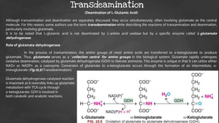 (Deamination of L-Glutamic Acid)
Although transamination and deamination are separately discussed, they occur simultaneously, often involving glutamate as the central
molecule. For this reason, some authors use the term transdeamination while describing the reactions of transamination and deamination,
particularly involving glutamate.
It is to be noted that L-glutamic acid is not deaminated by L-amino acid oxidase but by a specific enzyme called L-glutamate
dehydrogenase.
Role of glutamate dehydrogenase
In the process of transamination, the amino groups of most amino acids are transferred to α-ketoglutarate to produce
glutamate. Thus, glutamate serves as a ‘collection centre’ for amino groups in the biological system. Glutamate rapidly undergoes
oxidative deamination, catalysed by glutamate dehydrogenase (GDH) to liberate ammonia. This enzyme is unique in that it can utilize either
NAD+ or NADP+ as a coenzyme. Conversion of glutamate to α-ketoglutarate occurs through the formation of an intermediate, α-
iminoglutarate (Fig.15.5)(Transdeamination).
Glutamate dehydrogenase catalysed reaction
is important as it reversibly links up glutamate
metabolism with TCA cycle through
α-ketoglutarate. GDH is involved in
both catabolic and anabolic reactions.
Transdeamination
 