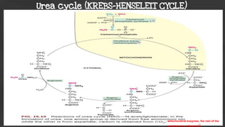 Urea cycle (KREBS-HENSELEIT CYCLE)
mitochondrial enzymes, the rest of the
enzymes are cytosomal).
 