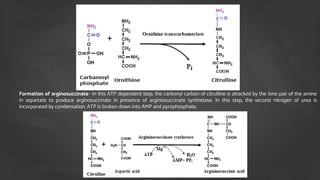 Formation of arginosuccinate– In this ATP dependent step, the carbonyl carbon of citrulline is attacked by the lone pair of the amine
in aspartate to produce arginosuccinate in presence of arginiosuccinate synthetase. In this step, the second nitrogen of urea is
incorporated by condensation. ATP is broken down into AMP and pyrophosphate.
 